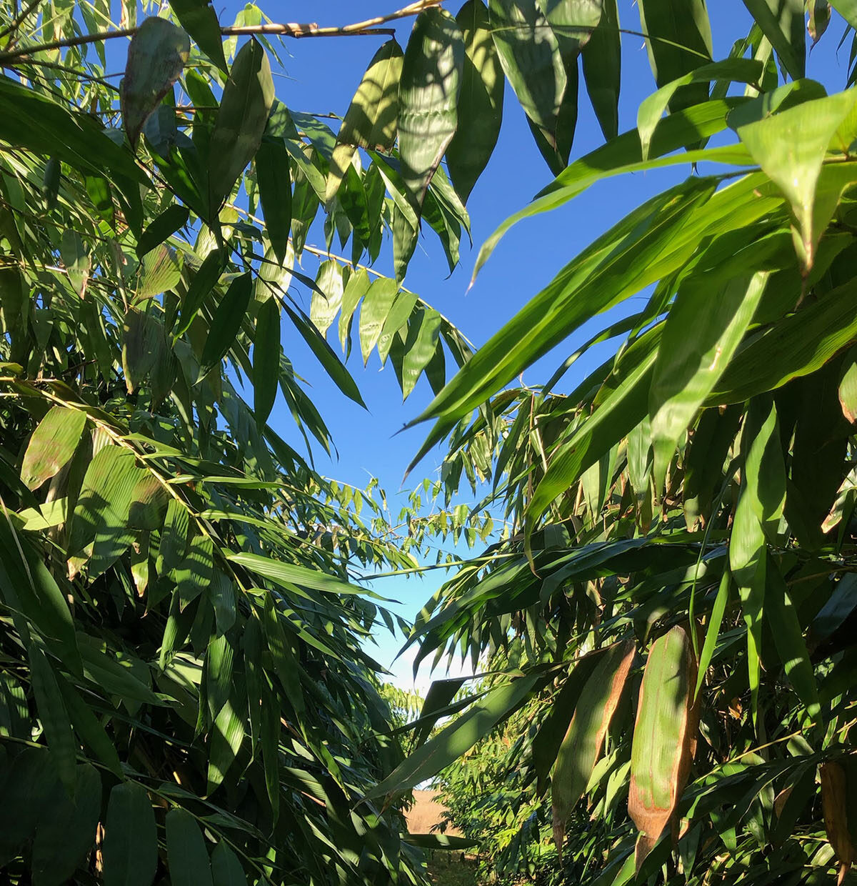 Florida Fresh Bamboo Grove